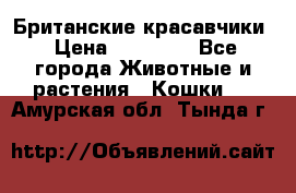 Британские красавчики › Цена ­ 35 000 - Все города Животные и растения » Кошки   . Амурская обл.,Тында г.